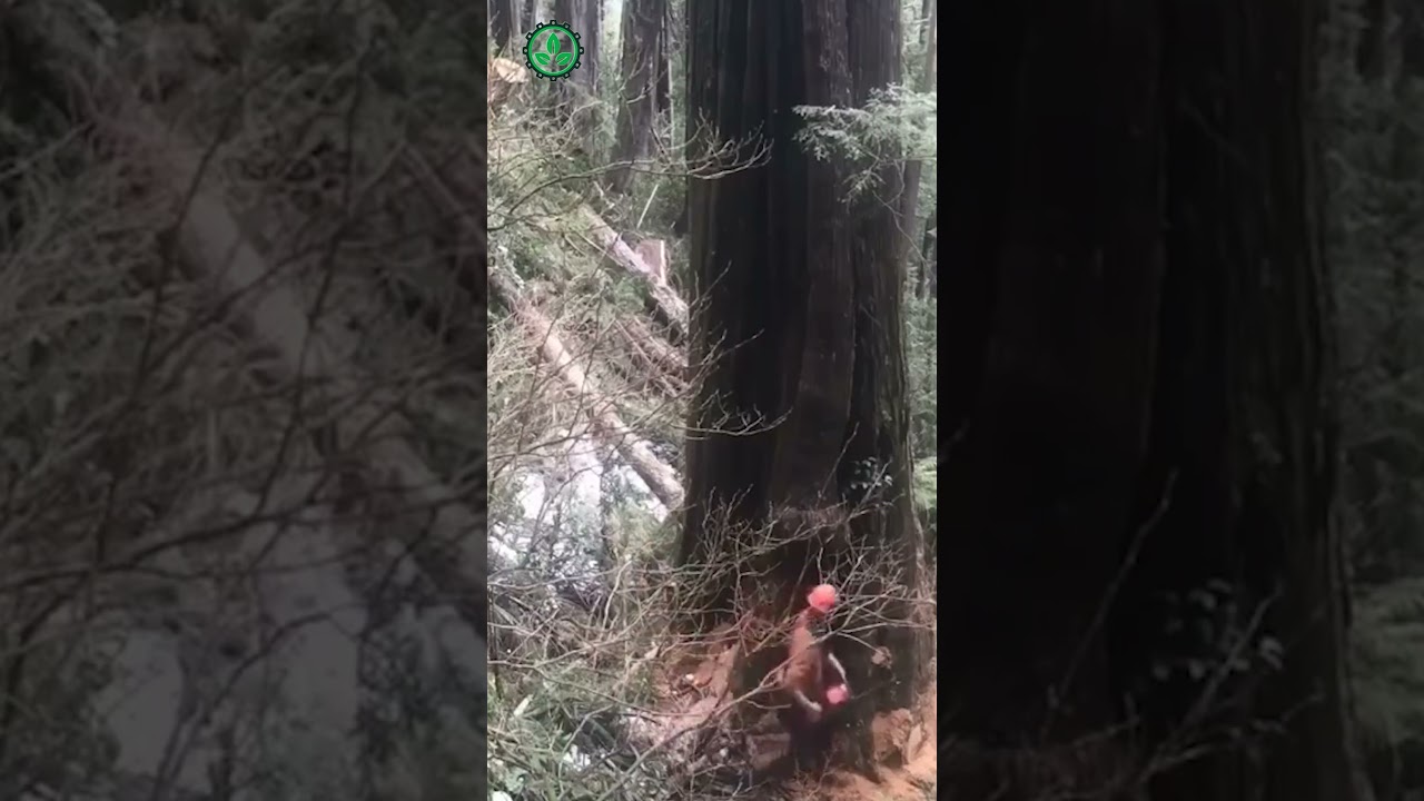 Dangerous Fastest Chainsaw Cutting Tree Machine Skills | Monster Stump Removal Excavator 