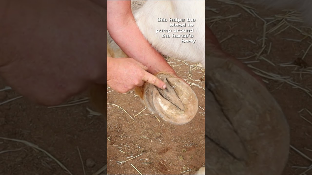 REALLY - hoofs are pumping blood?