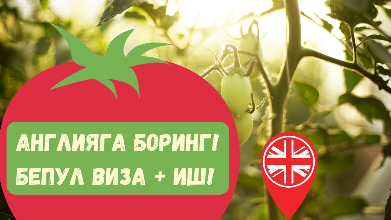 Англияга Йўл! Бепул TIER 5 Виза Билан Осон Мавсумий Иш!
