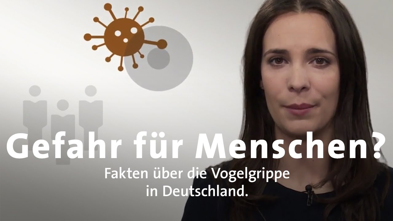 #kurzerkl&auml;rt: Vogelgrippe - wie gef&auml;hrlich ist sie f&uuml;r Menschen?