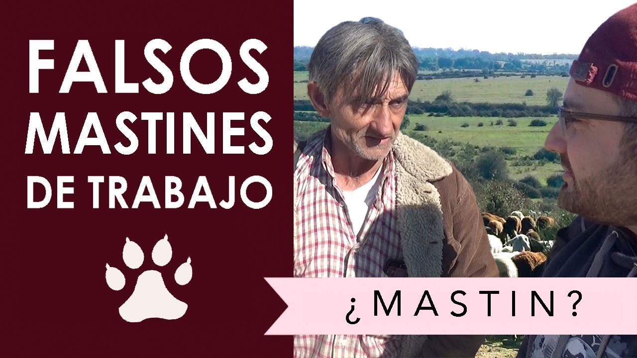 Falsos mastines de trabajo. (MASTÍN OFICIAL ESPAÑOL)