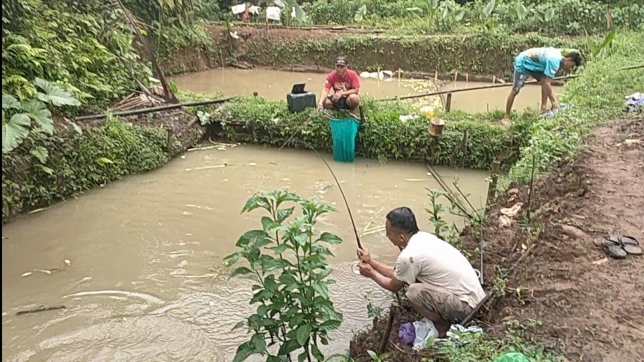 Pemilik empang mlongo melihat ini‼️tak disangka,ternyata ikannya gede2...