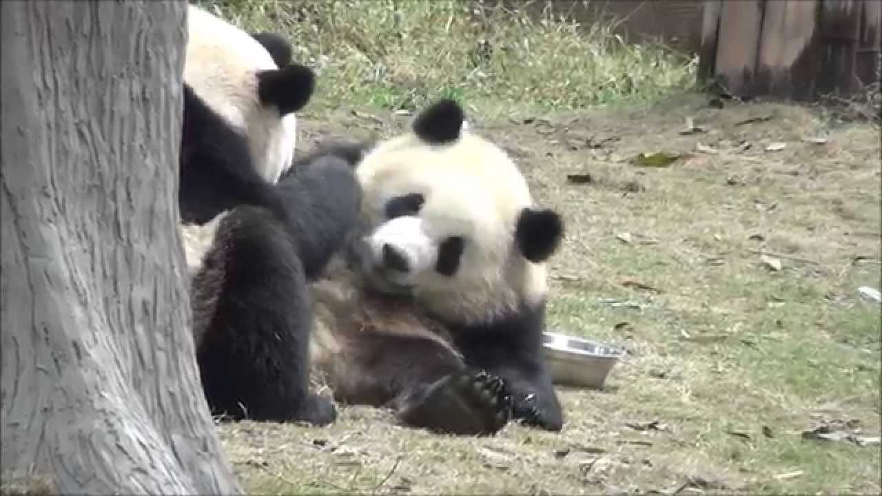 Giant Panda: Oreo & Mama
