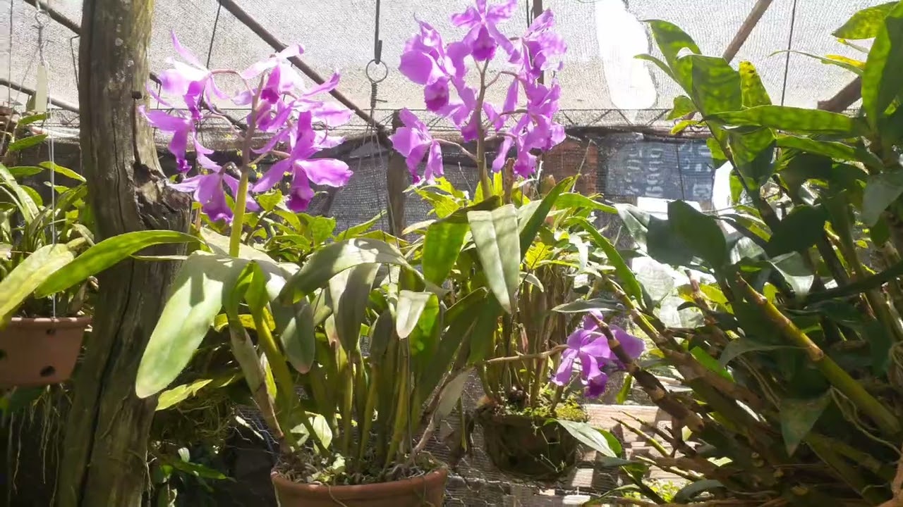 VAMOS  COMIGO  NUMA MARAVILHOSA  AVENTURA  NO FADA DAS ORQUIDEAS