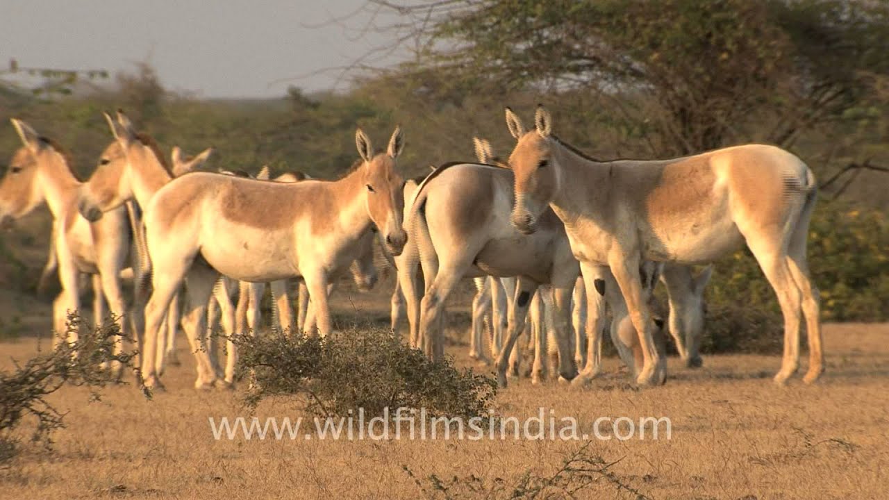 Friends and family of the Wild Ass, in India