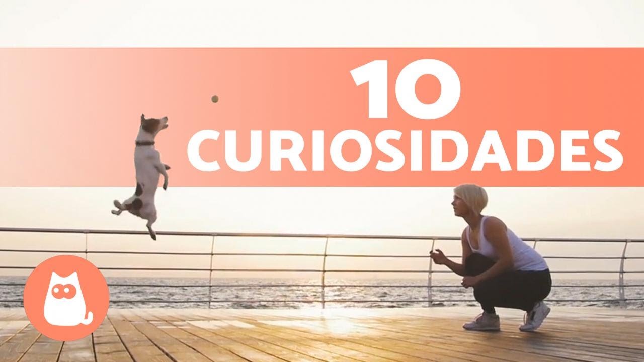 10 CURIOSIDADES de los PERROS que no conoc&iacute;as 🐶 &iexcl;Te sorprender&aacute;n!
