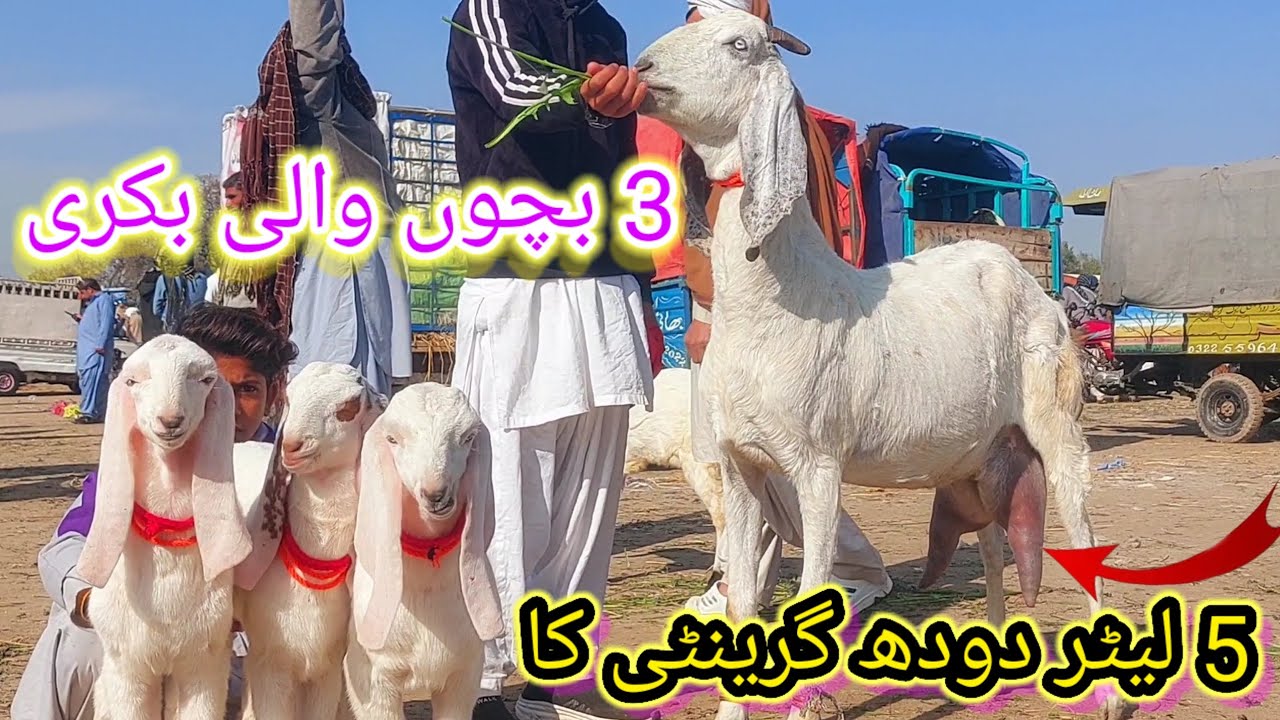 ڈیرہ غازی خان بکرا منڈی میں 3 بچوں والی بکری نیچے 5 لیٹر دودھ نسلی بکری شوق والی چیز 03321400186 ☎️