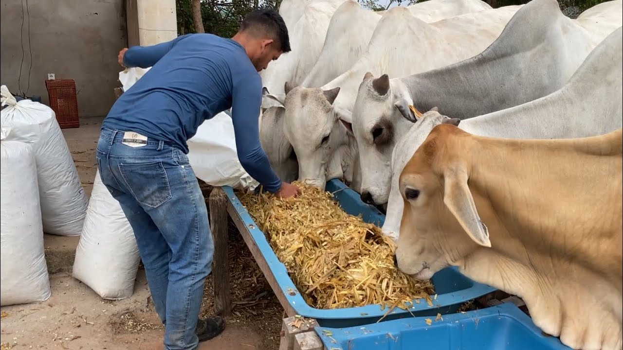 Servindo Silagem de Capiaçu Pré Secado. Veja como foi a aceitação.