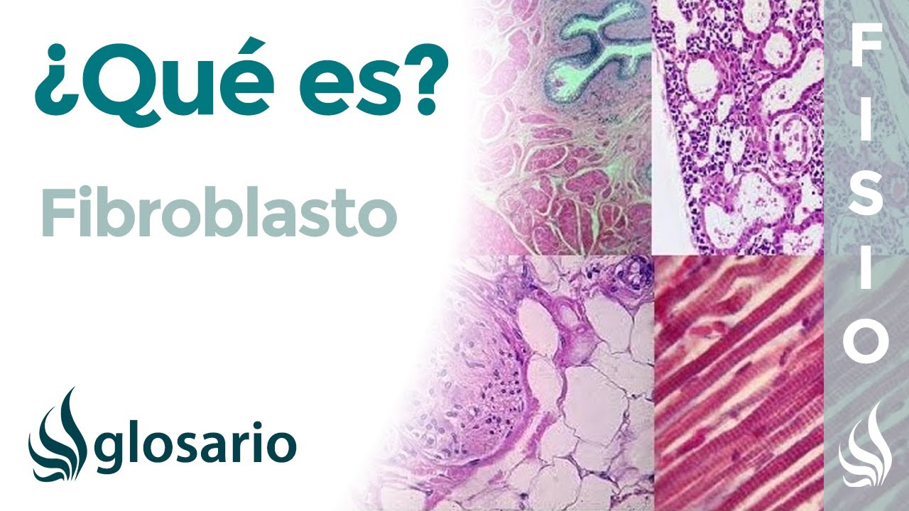 FIBROBLASTOS | Qu&eacute; son, significado, ubicaci&oacute;n, c&oacute;mo se forman y funci&oacute;n