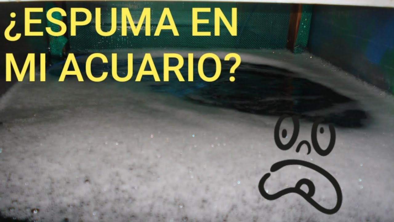¿PORQUE TIENE ESPUMA MI ACUARIO? EXCESO DE FOSFATOS