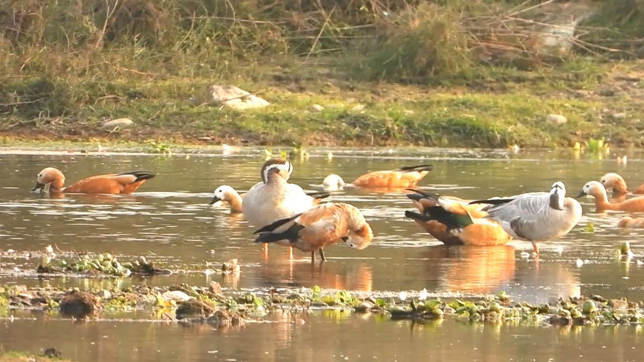 4k nature animals | Live wild animals | Relaxing with nature sounds