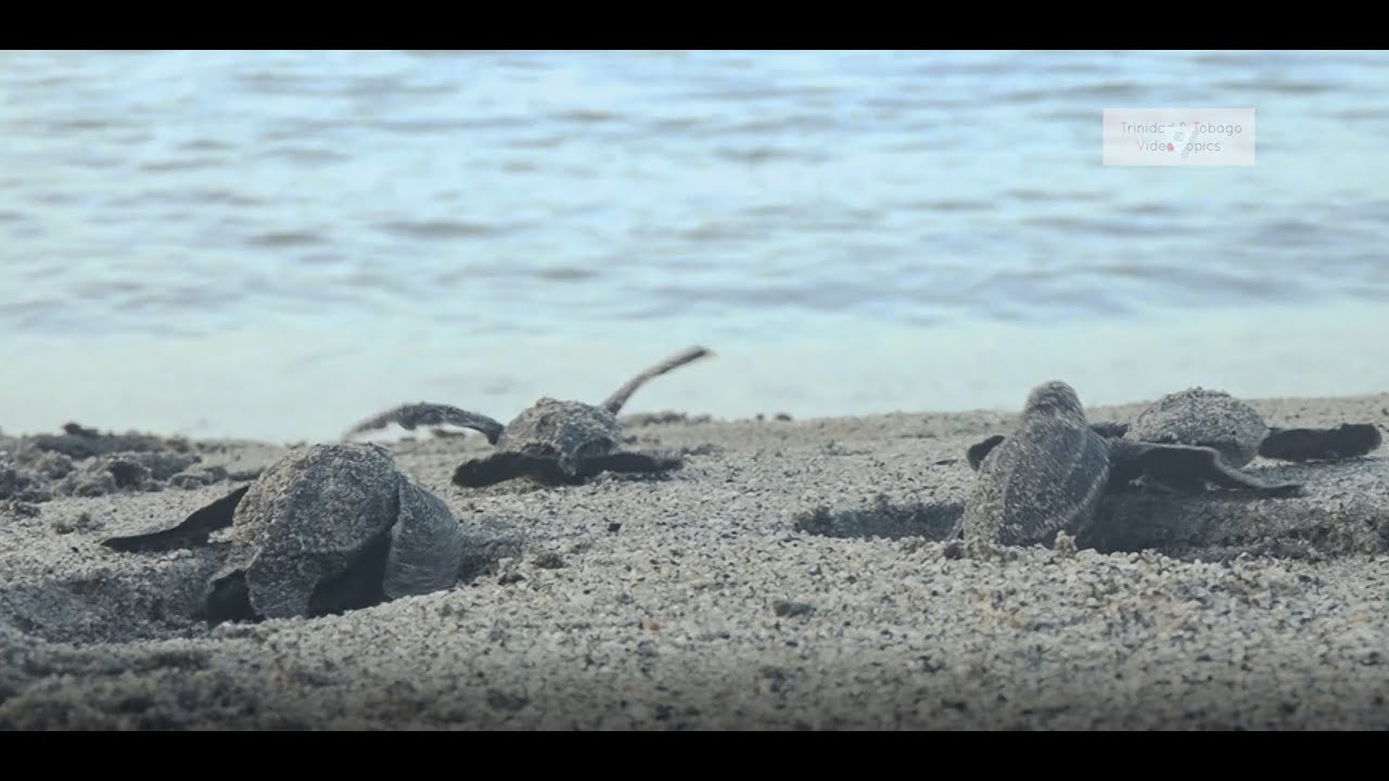 Trinidad & Tobago Video Topics : Saving the Dinosaurs of the Sea - The Leatherback Turtles