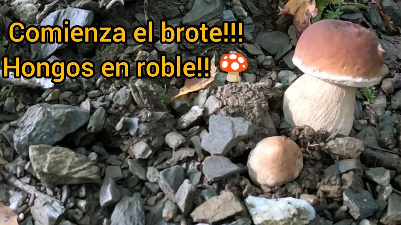 Boletus Edulis y Aestivalis en robledal!!! Septiembre 2024 🍄🌳