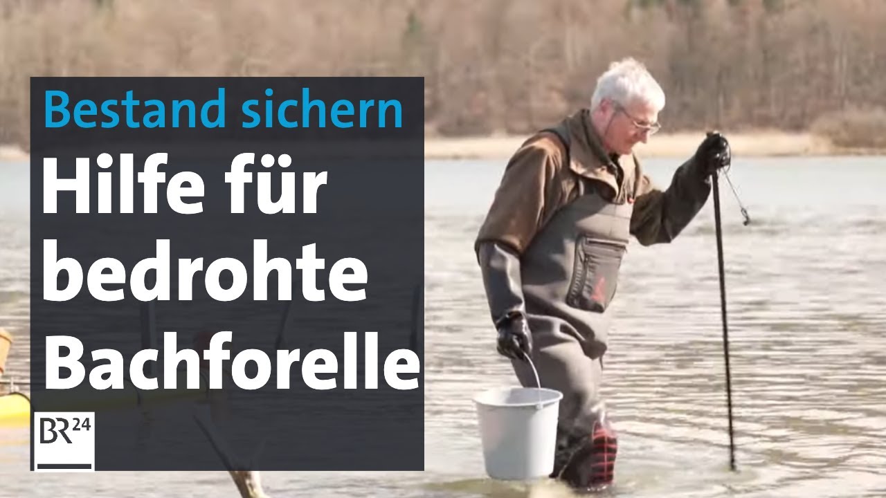 Artenschutz: Bruthilfe für bedrohte Bachforelle | Abendschau | BR24