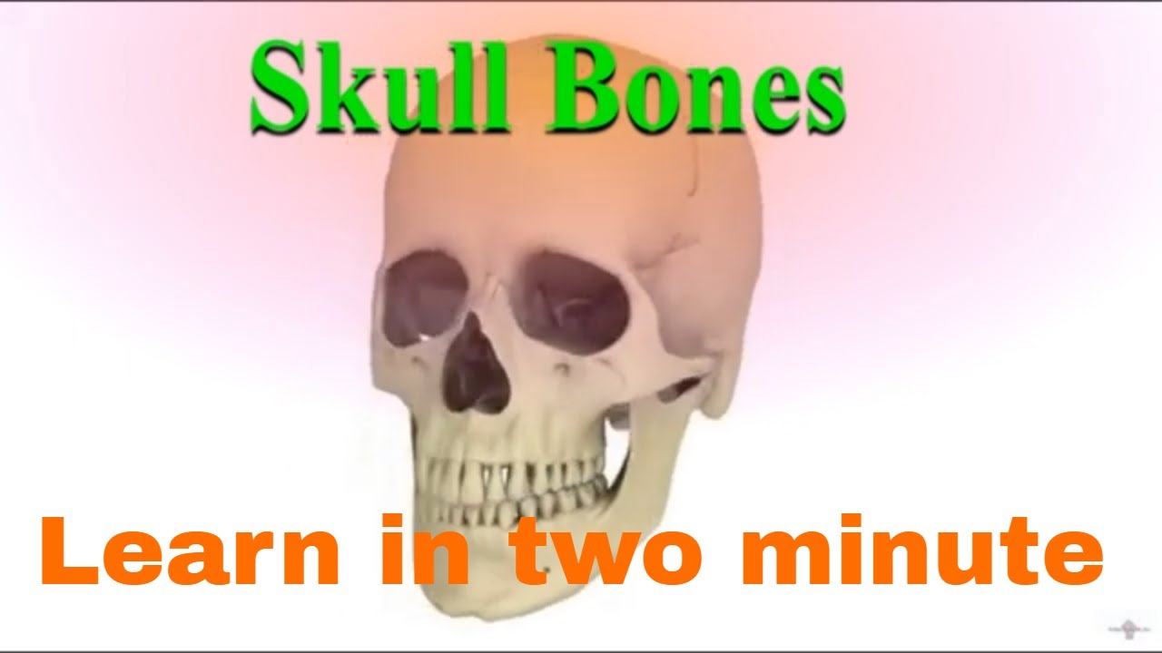Skull Bones |Facial skeleton| Cranial bones | @dkvpharmaguidance