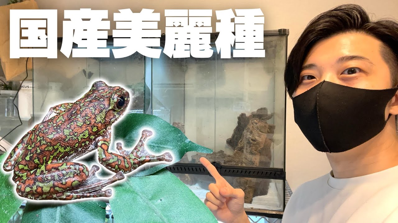 世界に誇れる国産美麗種を紹介【モリアオガエル】