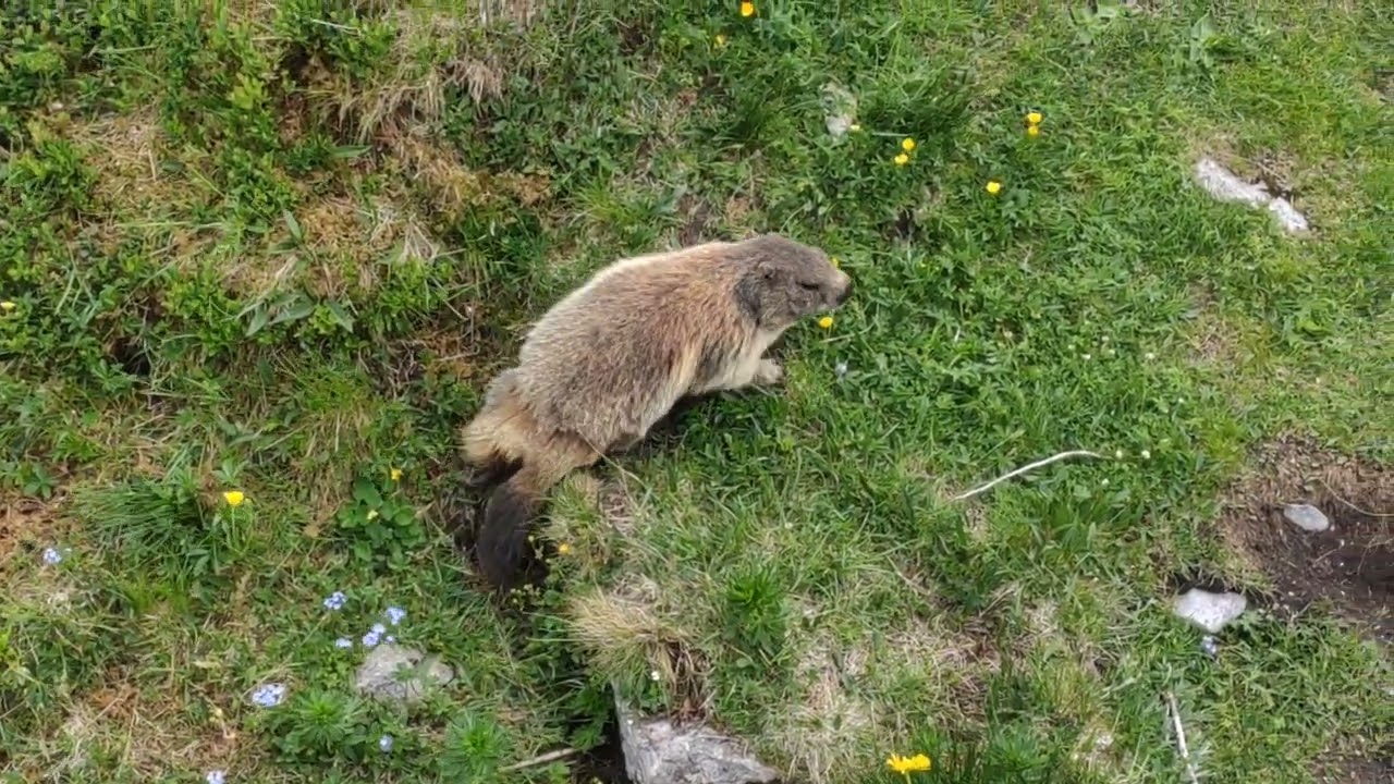Marmotta Alpina, Alpine Marmot (Marmota marmota) - Friuli-Venezia Giulia (Carnic Alps), 2021