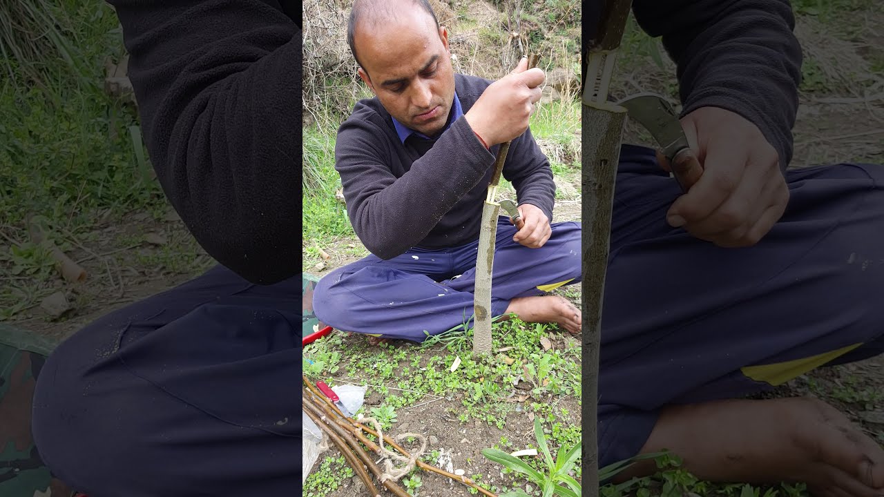 How to graft walnut??? | famous walnut grafter sunil thakur | Tagood | J & K |