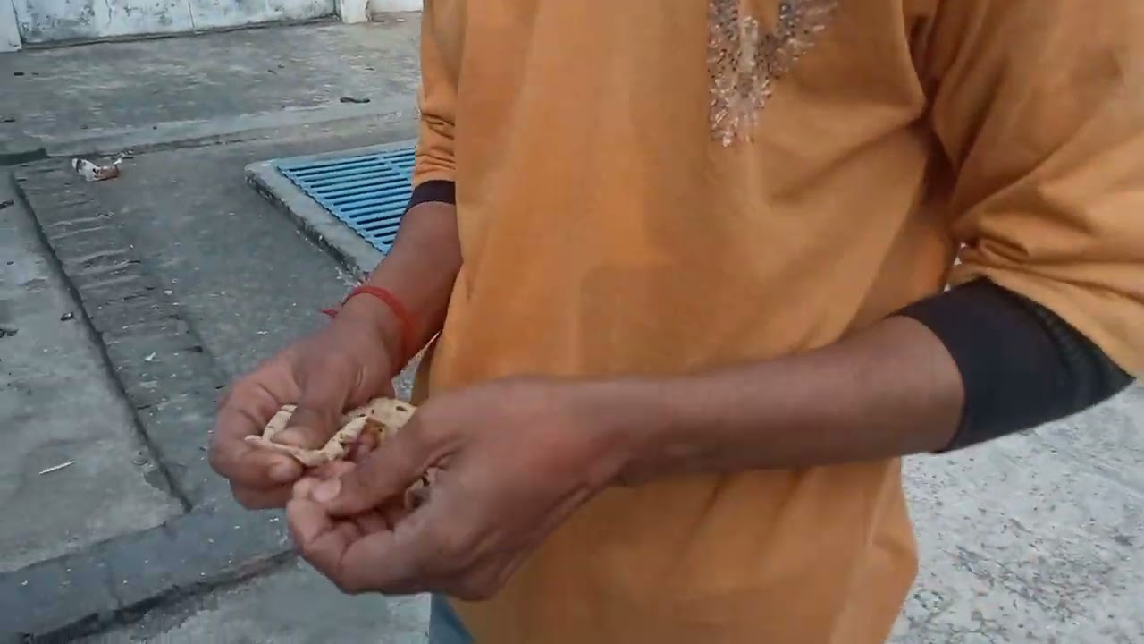 Kalpotiy ka shauk karein🕊️ Aaj ka kabutarbazi ka 3 vlog  #pigeon #viralshortvideo #trendingshorts 