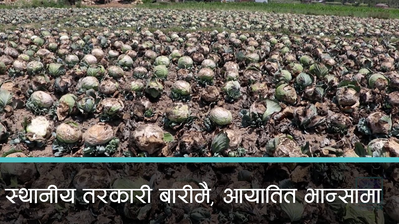 तरकारीमा आत्मनिर्भर कत्ति सम्भव ? | Kantipur Samachar