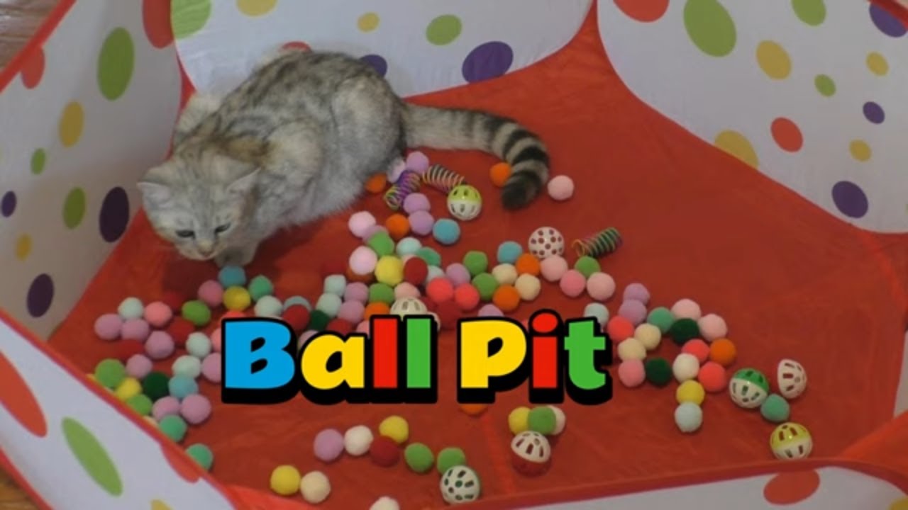 Cat Ball Pit From Amazon Review! 😻