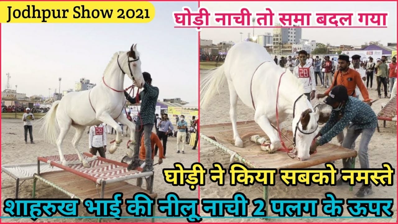 शाहरुख भाई की घोड़ी नीलू नाची 2 पलंग के ऊपर और किया सब को नमस्ते - Jodhpur Show 2021