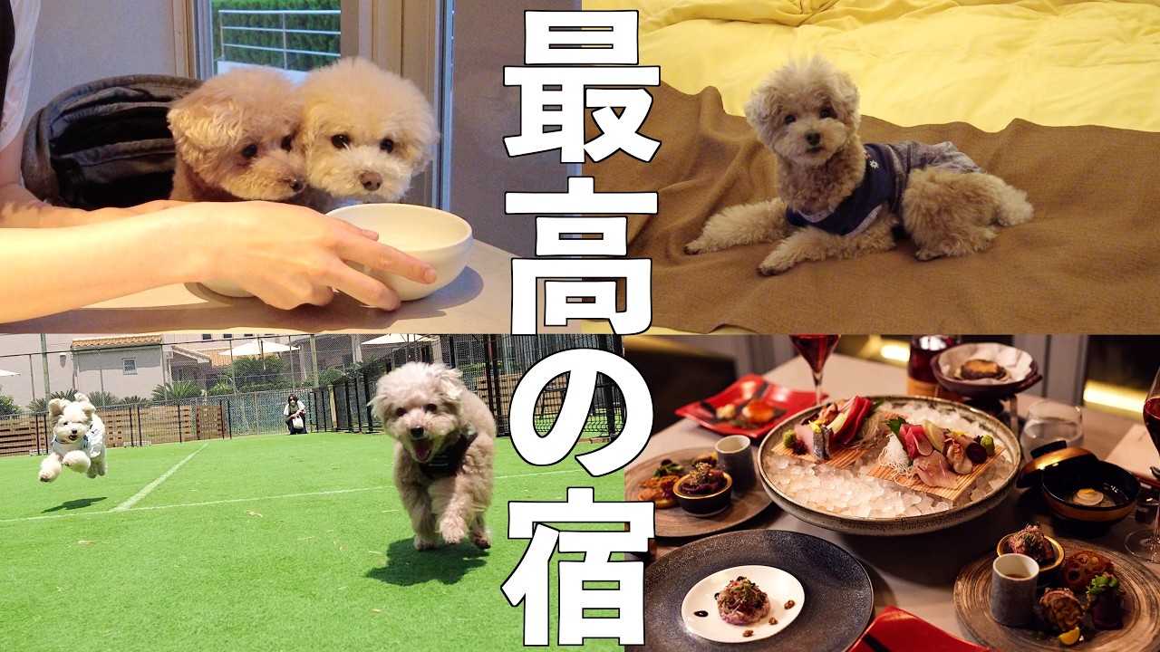 愛犬と泊まれるリピートしたい最高のお宿に出会ってしまいました！【DANQOO】