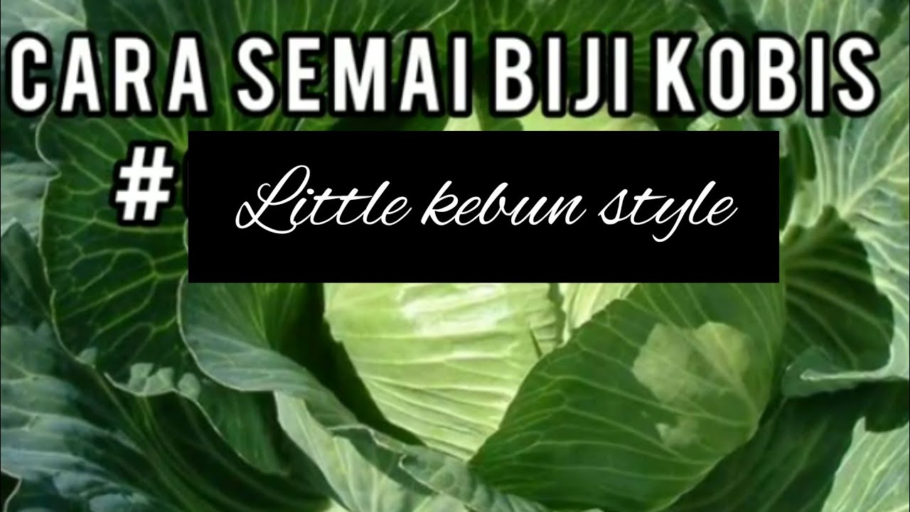 Cara semai dan tanam kobis 100% menjadi - Little kebun