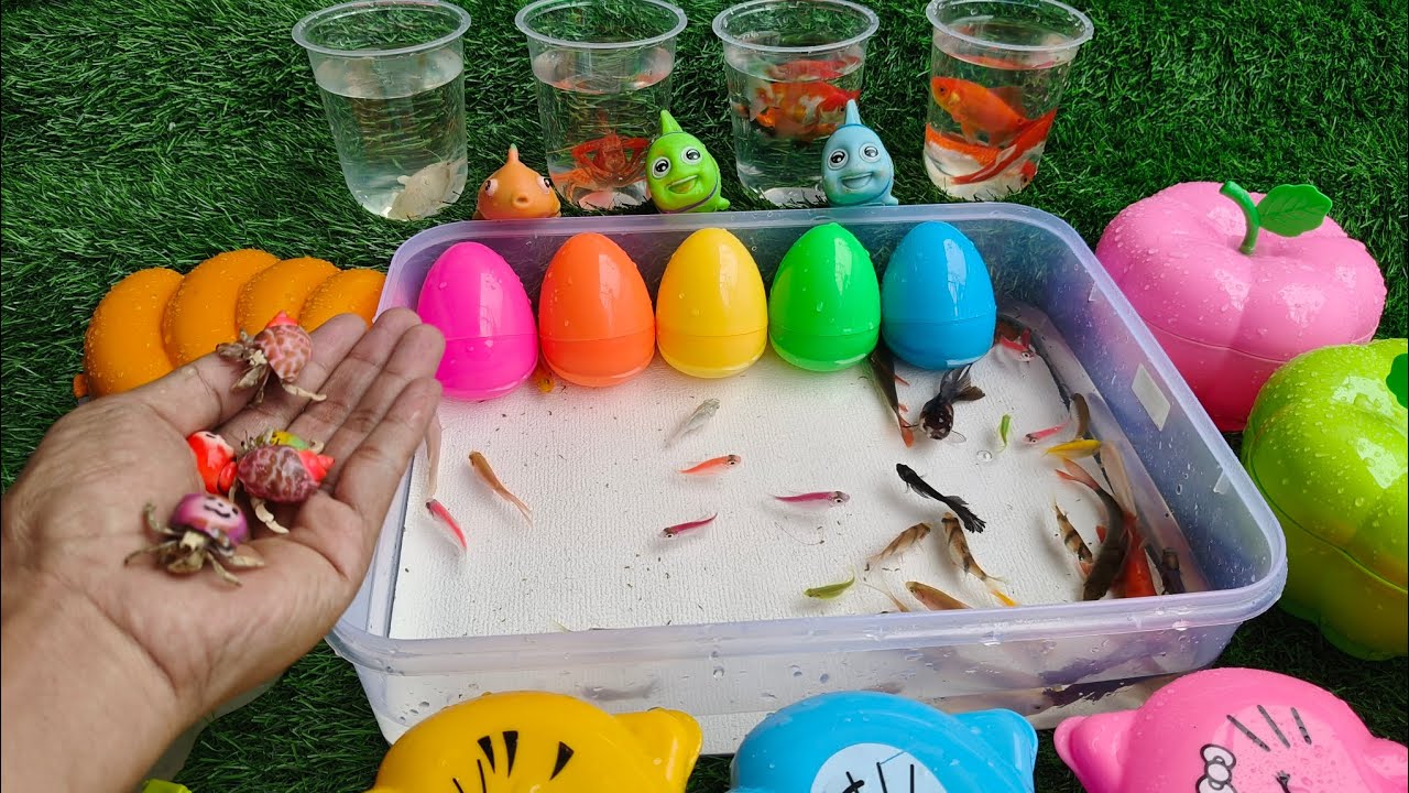 Unboxing Telur Ikan Koi, Ikan Koki, Ikan Komet, Ikan Cupang, Ikan Glowfish, Ikan Sepat dan lain-lain