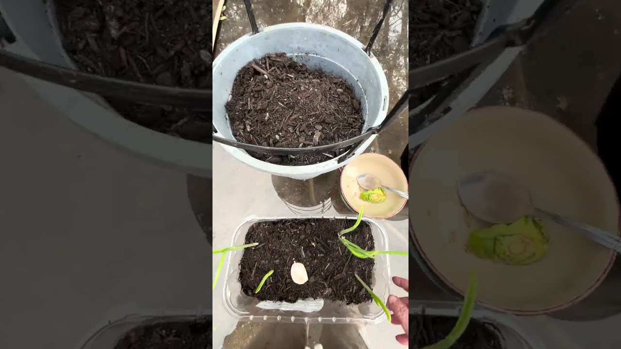 Planting instead of buying! 