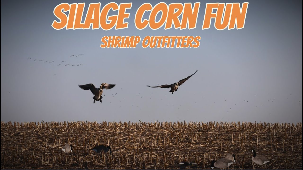 Chopped Corn North Dakota Combo Duck/Goose Hunt!