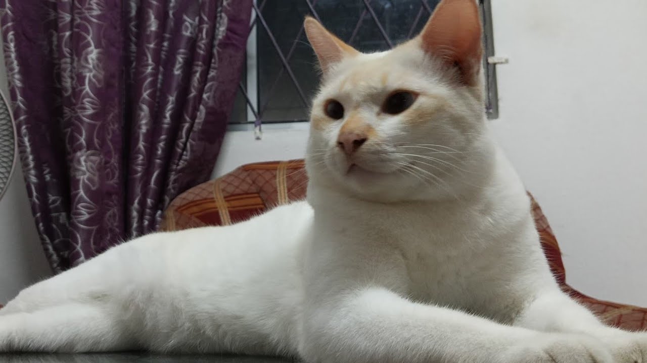 TUTU AND FRIENDS(Part 1)