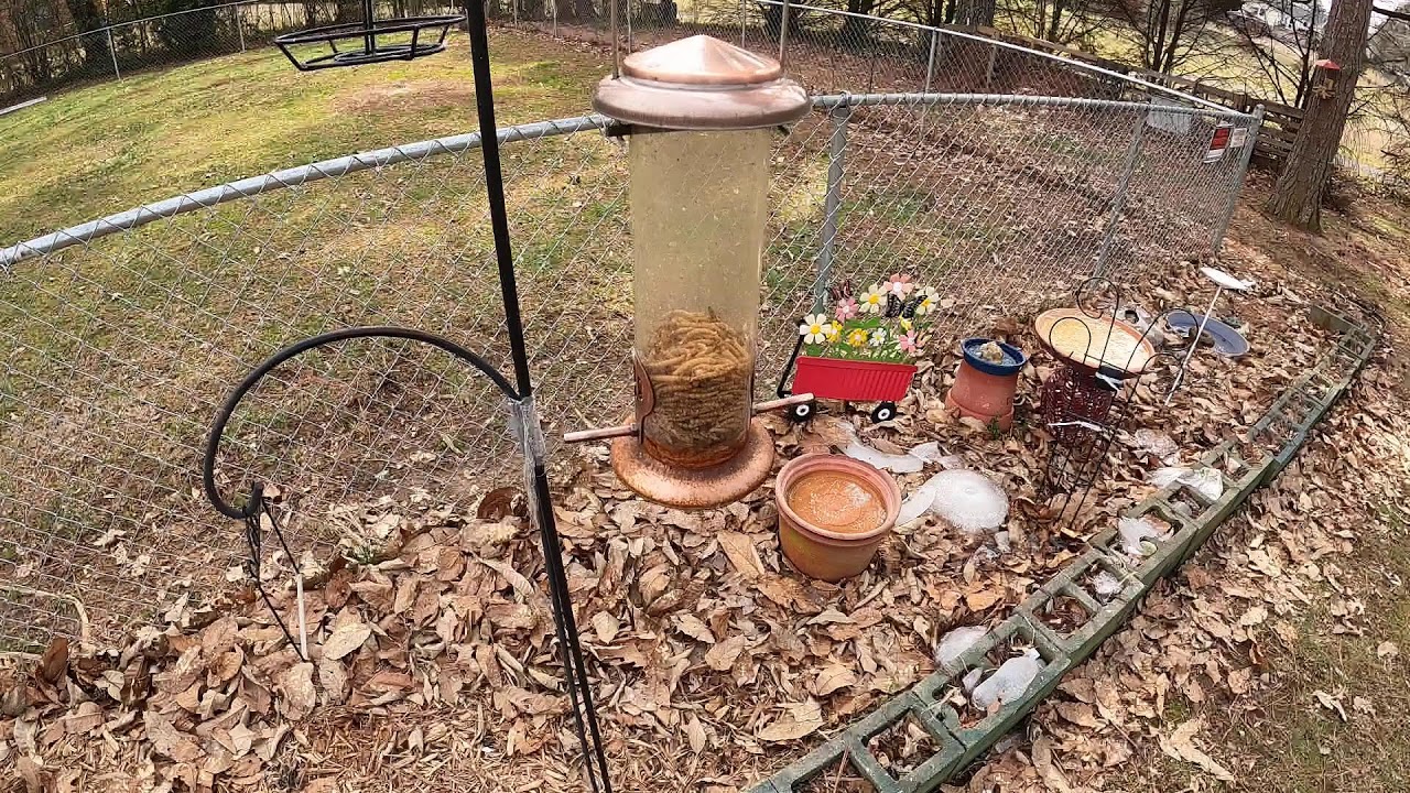 Streaming Live from backyard