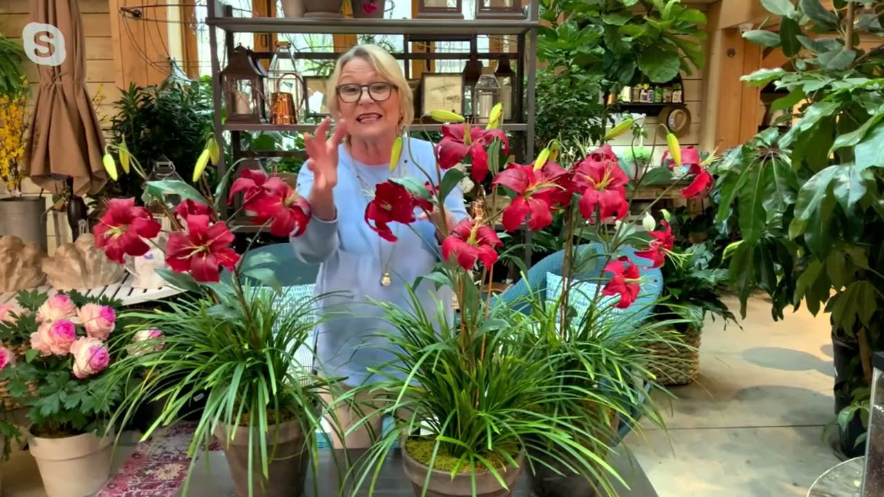 Barbara King 3-Piece Award Winning Crimson Pirate Daylily Plants on QVC