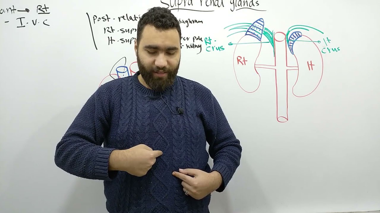 Supra renal gland anatomy د محمود علاء