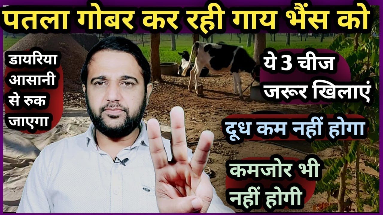 पतला गोबर कर रही गाय भैंस को ये 3 चीज जरूर खिलाएं||दूध कम नहीं होगा||कमजोर भी नहीं होगी Patla Gobar