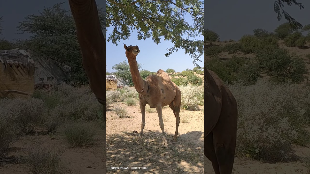 Heavy weight camel