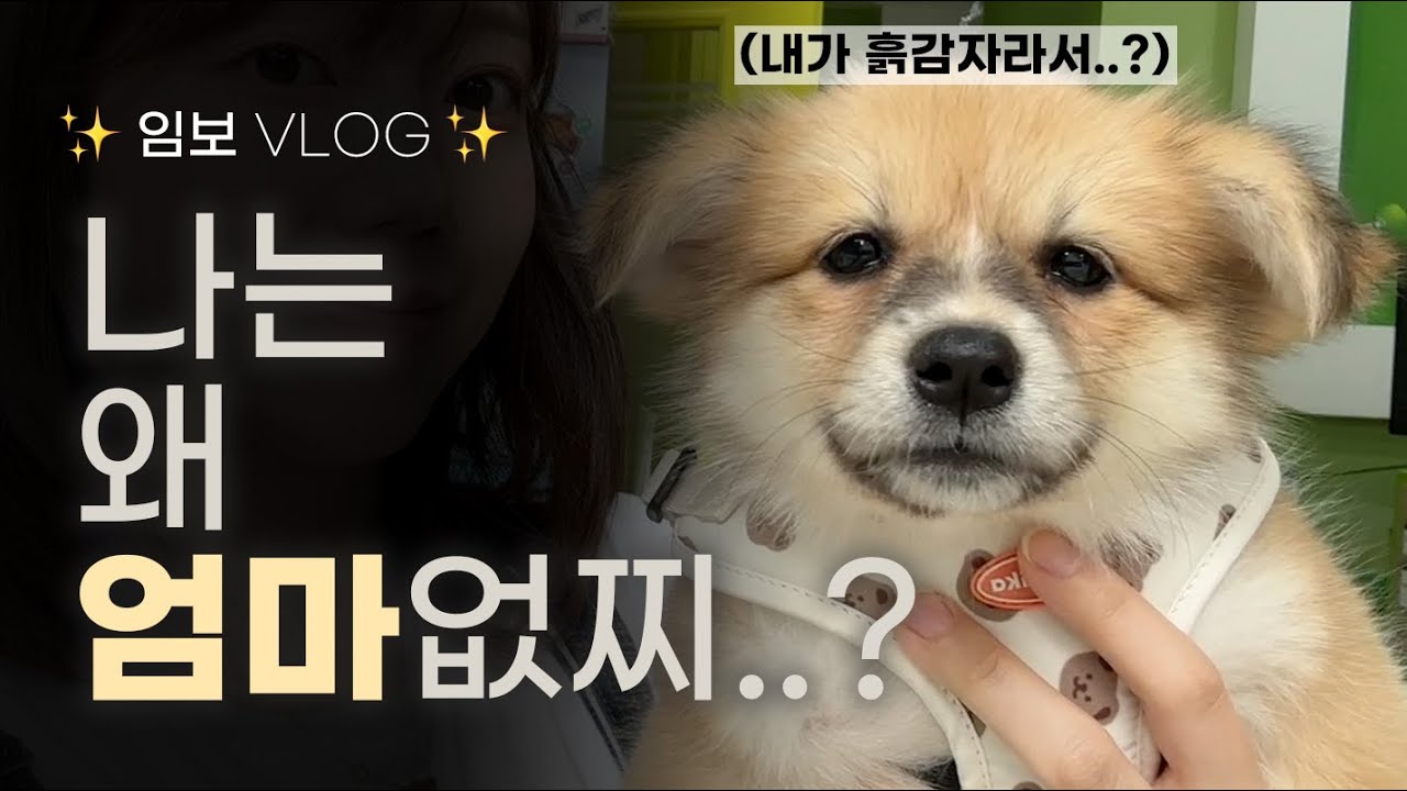 🥔 시고르 흙감자 임보일기 📝  |  내가 시고르자브종을 실제로 보다니..  |  포코의 슬픈 사연  |  포코의 입양처를 찾아서...