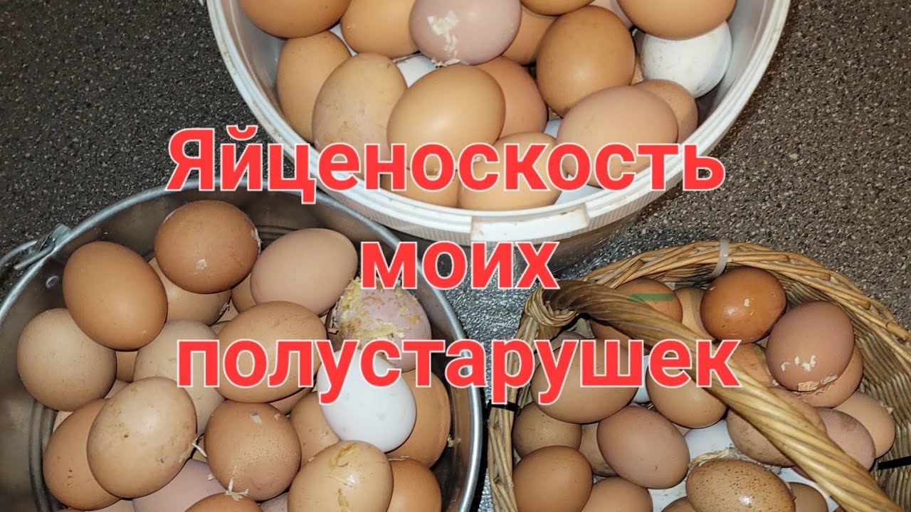 ОТ ЭТИХ КУР ИЗБАВИЛИСЬ ХОЗЯЕВА🧐КАКАЯ ЯЙЦЕНОСКОСТЬ У НИХ 🤔