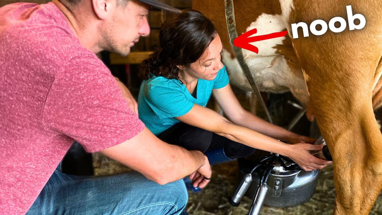 Teaching a NEWBIE how to MILK a COW (so I can go on vacation)