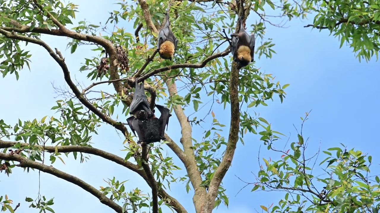 The spectacled flying fox (Pteropus conspicillatus)