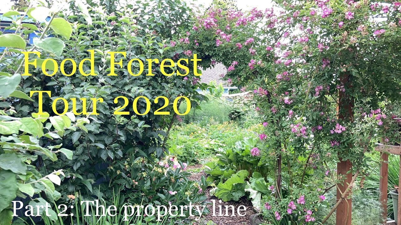How to do permaculture when your neighbors don't: Food Forest abundance garden tour 2020 Part 2