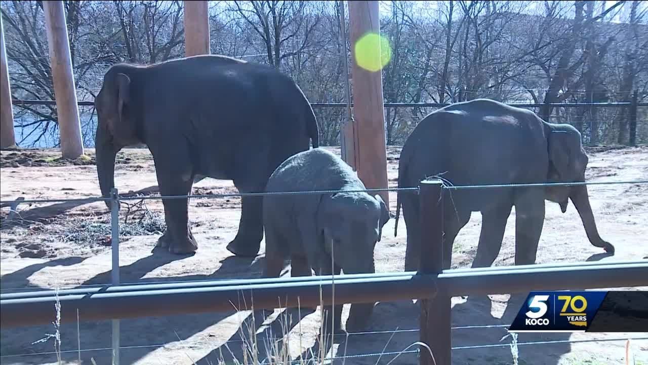 2 pregnant Asian Elephants at OKC Zoo share special connection