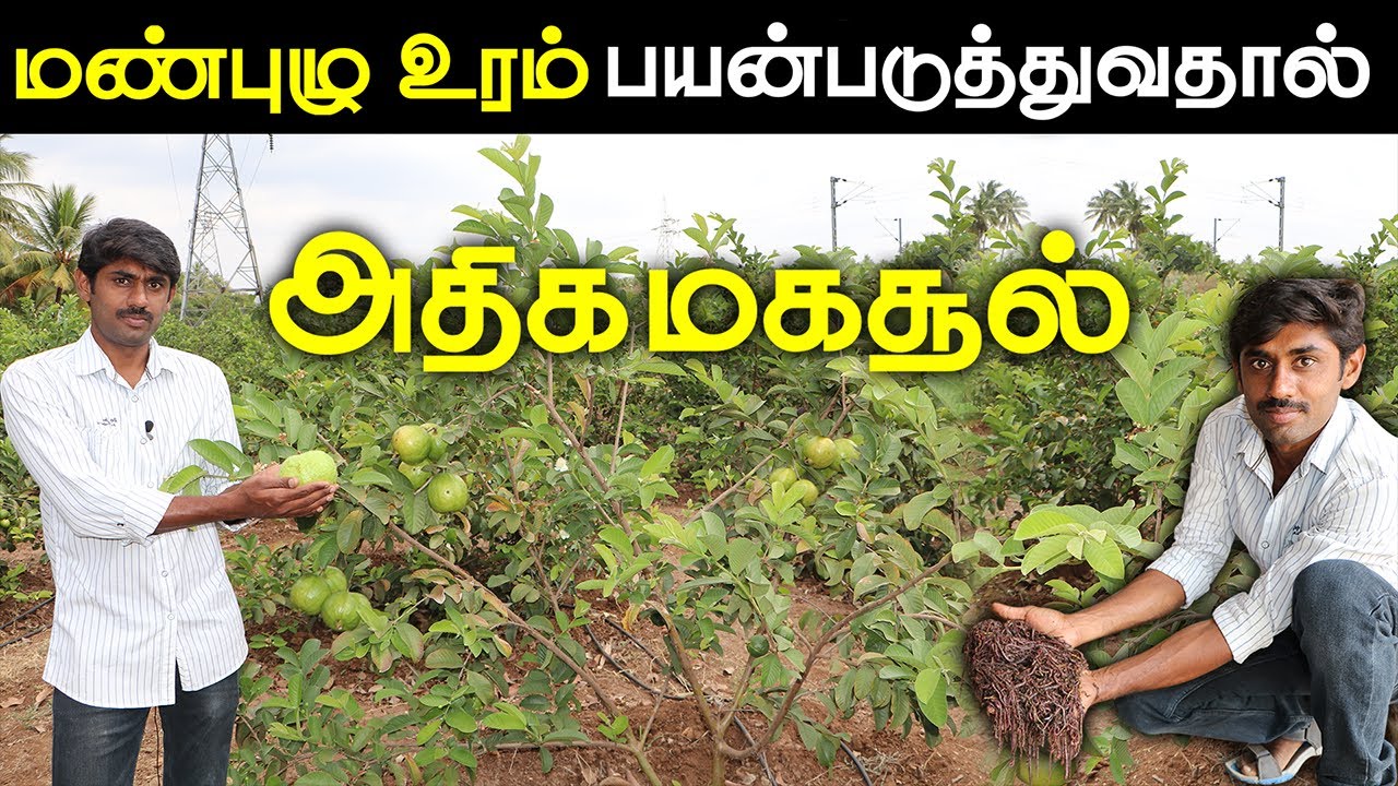 குறைந்த செலவில் வீட்டிலேயே மண்புழு உரம் தயாரிக்க  எளிய வழி | VERMI COMPOST | MANUPUZHU URAM|