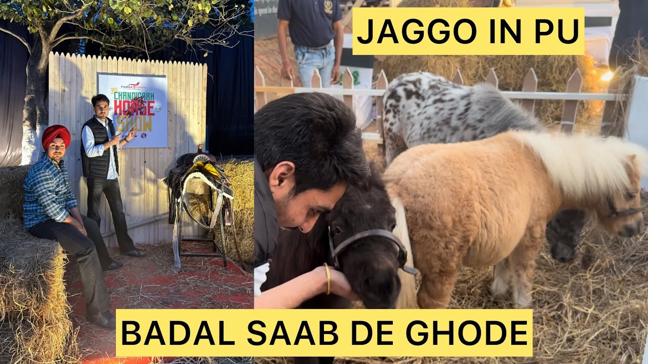 VLOG-44 || PU VICH JAGGO || HORSE SHOW AT RANCH CHANDIGARH || PUNJAB UNIVERSITY CHANDIGARH ||