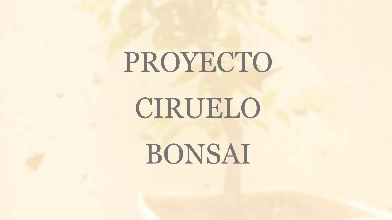 Ciruelo bonsai (desde esqueje)