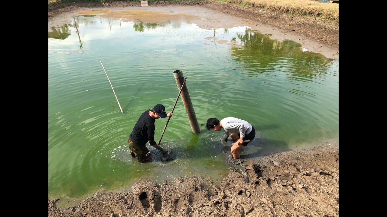 Ep:1 การเตรียมบ่อเพื่อการเพาะเลี้ยงสัตว์น้ำ (Pond Preparation)