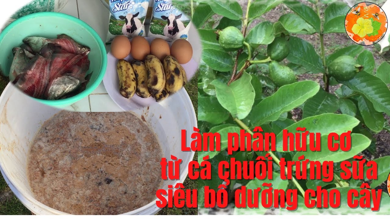 Cách làm phân hữu cơ từ Chuối Trứng Sữa Cá đơn giản nhất, không mùi hôi!