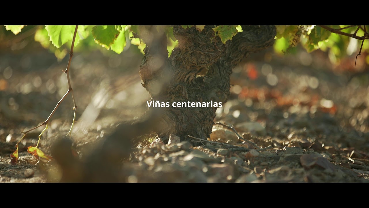 Garnacha, Cariñena y otros secretos