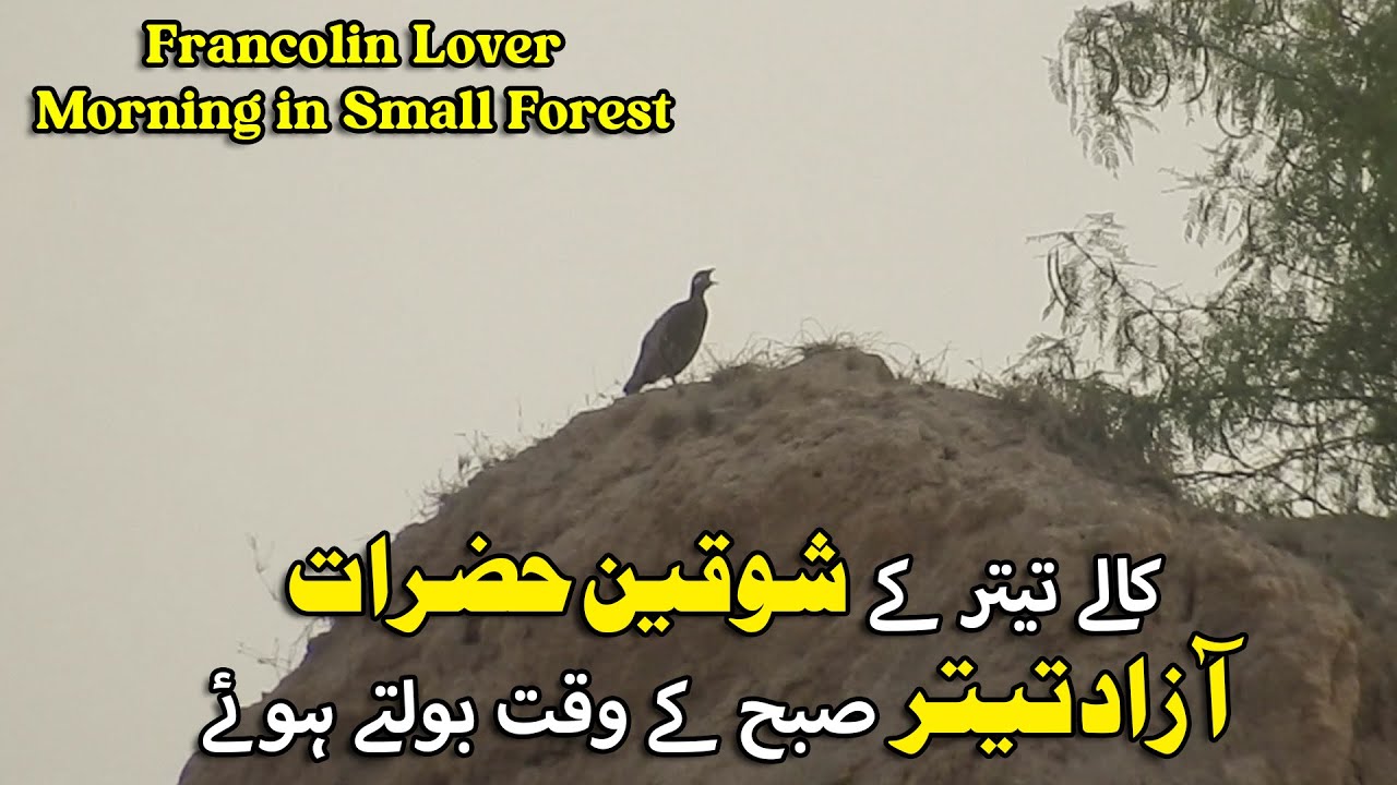 Wild Teetar Sound | Jungli Kala Teetar Voice | Kala Teetar Calling From Top of Rock's